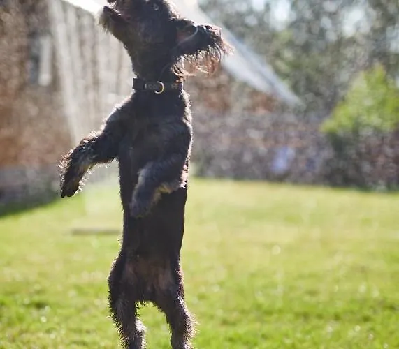 Lesne Runo Borsk, Basen Z Podgrzewana Woda Сasa de vacaciones *